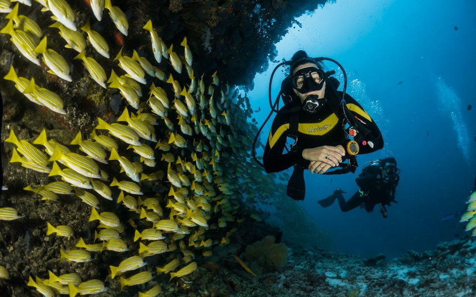 Scuba divers exploring a coral reef with a school of yellow fish in clear blue water